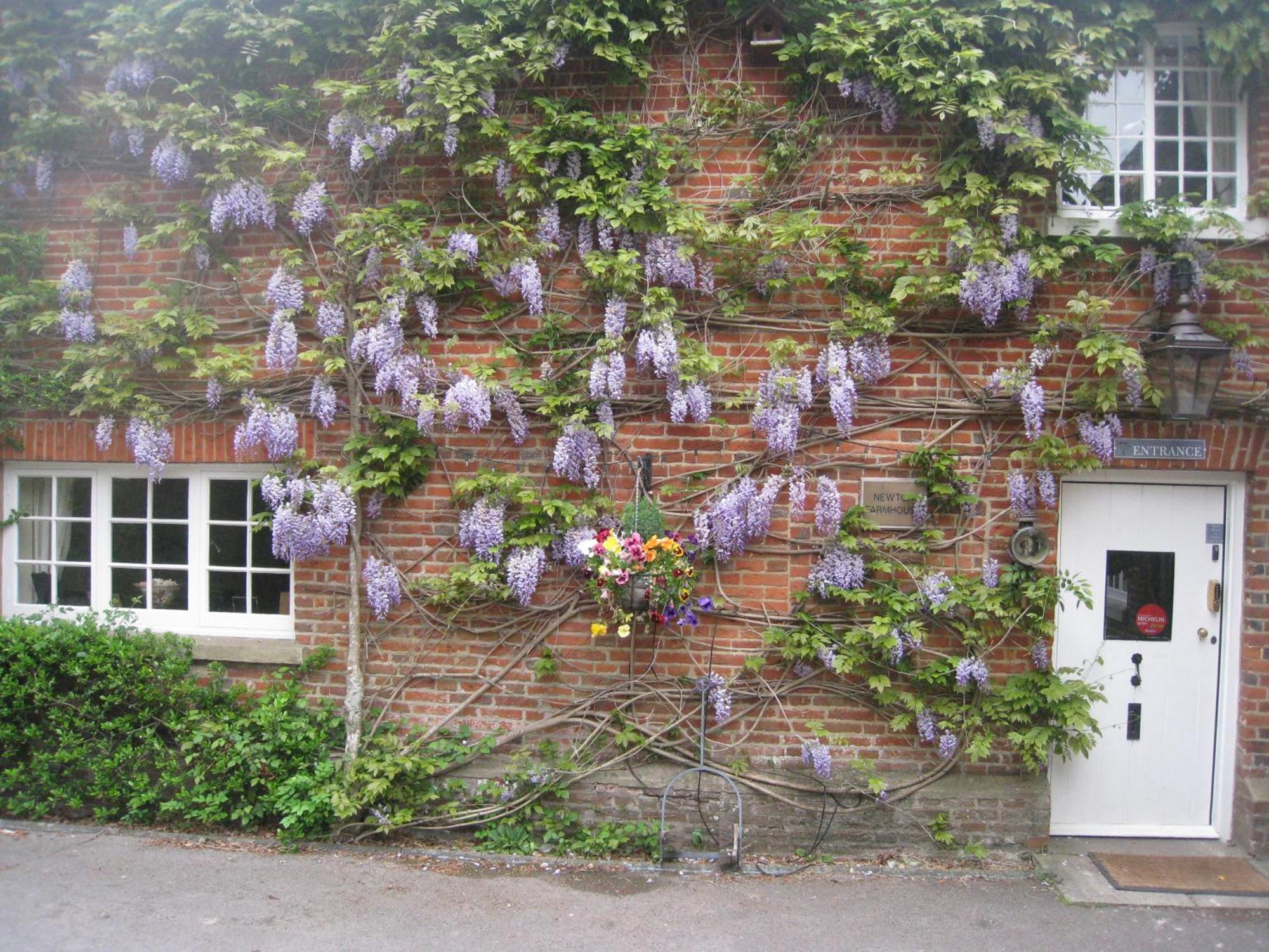 Newton Farmhouse Whiteparish Eksteriør billede